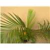 Image 3 : Potted Palm Plant Approx. 36"H