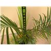 Image 4 : Potted Palm Plant Approx. 36"H