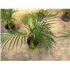 Image 1 : Potted Palm Plant Approx. 33"H