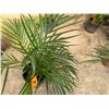 Image 2 : Potted Palm Plant Approx. 33"H