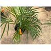 Image 3 : Potted Palm Plant Approx. 33"H