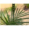 Image 4 : Potted Palm Plant Approx. 33"H