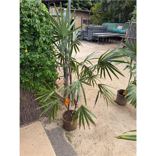 Potted Palm Plant Approx. 72"H