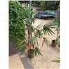 Image 1 : Potted Palm Plant Approx. 72"H