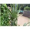 Image 2 : Potted Palm Plant Approx. 72"H