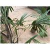 Image 3 : Potted Palm Plant Approx. 72"H