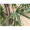 Image 4 : Potted Palm Plant Approx. 72"H