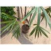 Image 5 : Potted Palm Plant Approx. 72"H
