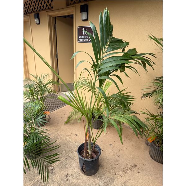 Potted Palm Plant Approx. 66"H