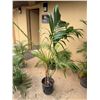 Image 1 : Potted Palm Plant Approx. 66"H