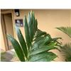 Image 2 : Potted Palm Plant Approx. 66"H