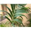 Image 3 : Potted Palm Plant Approx. 66"H