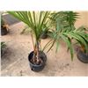 Image 4 : Potted Palm Plant Approx. 66"H