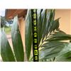 Image 5 : Potted Palm Plant Approx. 66"H
