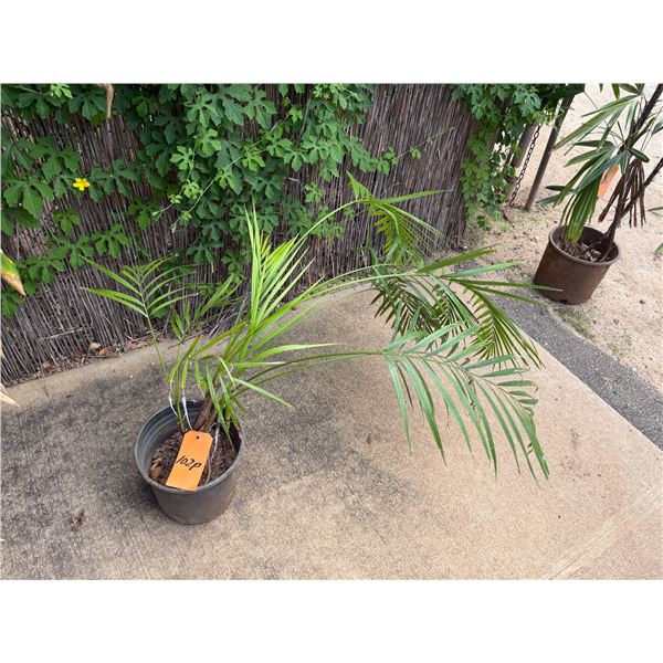 Potted Palm Plant Approx. 30"H