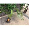 Image 1 : Potted Palm Plant Approx. 30"H