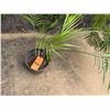 Image 2 : Potted Palm Plant Approx. 30"H