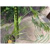 Image 3 : Potted Palm Plant Approx. 30"H