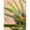 Image 4 : Potted Palm Plant Approx. 30"H