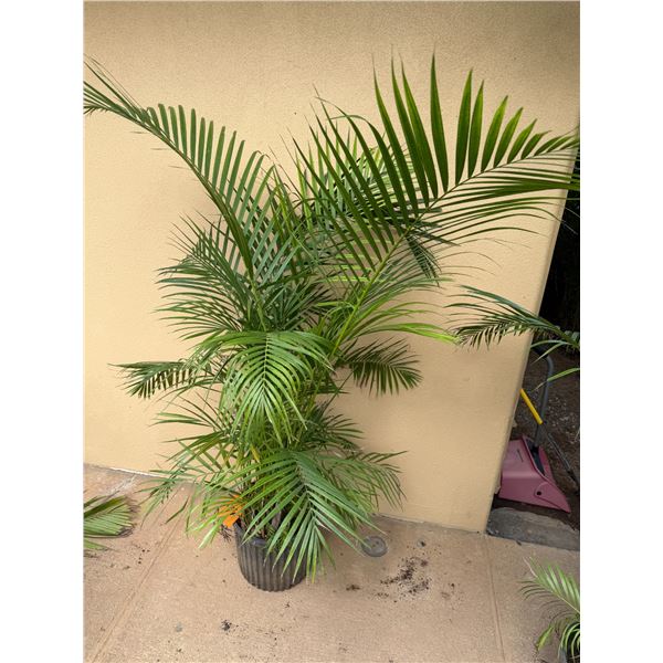 Potted Palm Plant Approx. 60"H