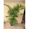 Image 1 : Potted Palm Plant Approx. 60"H