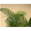Image 2 : Potted Palm Plant Approx. 60"H