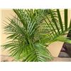 Image 3 : Potted Palm Plant Approx. 60"H
