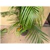 Image 4 : Potted Palm Plant Approx. 60"H