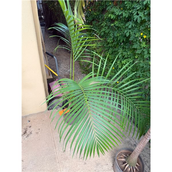 Potted Palm Plant Approx. 60"H