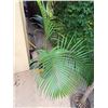 Image 1 : Potted Palm Plant Approx. 60"H