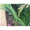 Image 2 : Potted Palm Plant Approx. 60"H