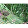 Image 3 : Potted Palm Plant Approx. 60"H