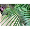 Image 4 : Potted Palm Plant Approx. 60"H