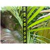 Image 5 : Potted Palm Plant Approx. 60"H