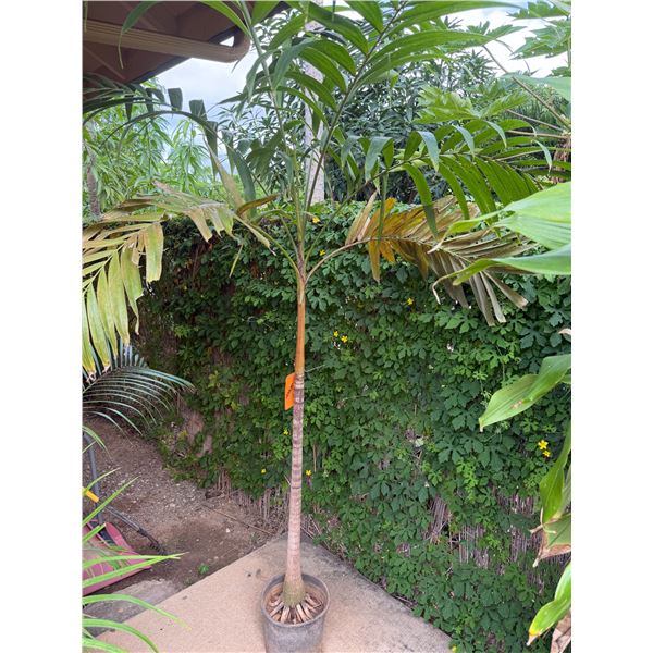 Potted Palm Plant Approx. 72"H