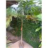 Image 1 : Potted Palm Plant Approx. 72"H