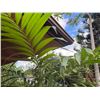 Image 2 : Potted Palm Plant Approx. 72"H