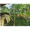 Image 3 : Potted Palm Plant Approx. 72"H