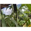 Image 5 : Potted Palm Plant Approx. 72"H