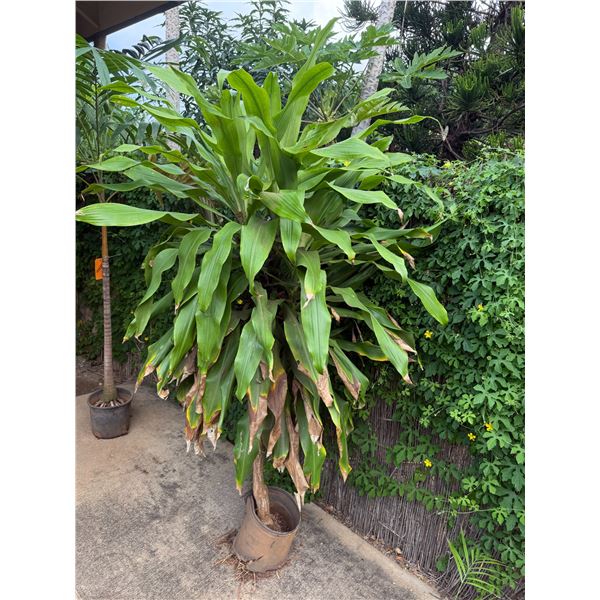 Potted Plant Approx. 76"H