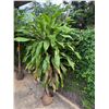 Image 1 : Potted Plant Approx. 76"H