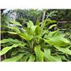 Image 2 : Potted Plant Approx. 76"H