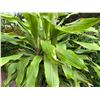 Image 3 : Potted Plant Approx. 76"H