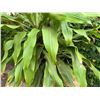 Image 4 : Potted Plant Approx. 76"H