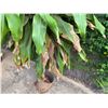 Image 5 : Potted Plant Approx. 76"H