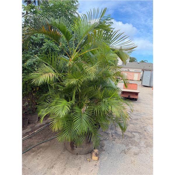 Potted Palm Plant Approx. 113"H