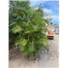 Image 1 : Potted Palm Plant Approx. 113"H