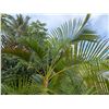 Image 2 : Potted Palm Plant Approx. 113"H
