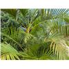 Image 3 : Potted Palm Plant Approx. 113"H