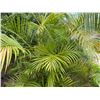 Image 4 : Potted Palm Plant Approx. 113"H